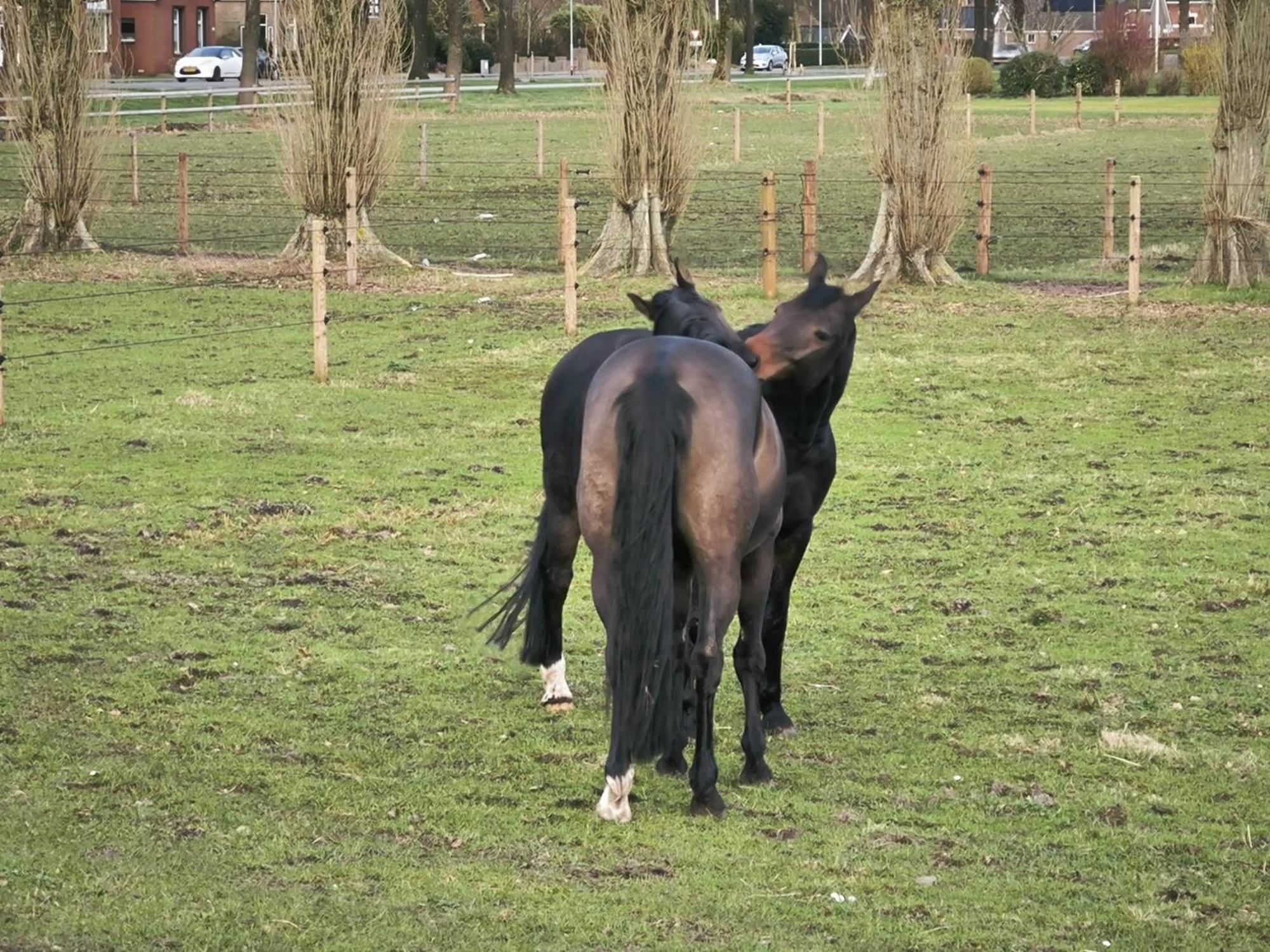 De Cordobahoeve Tweede Exloermond 外观 照片